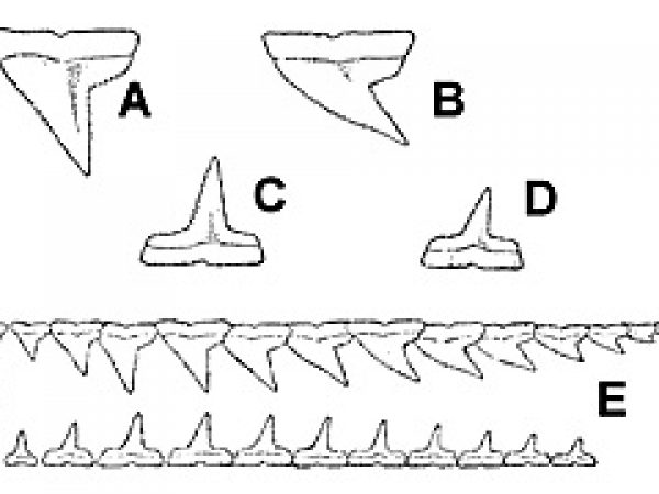 blacknose shark teeth