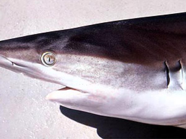 Carcharhinus falciformis – Discover Fishes