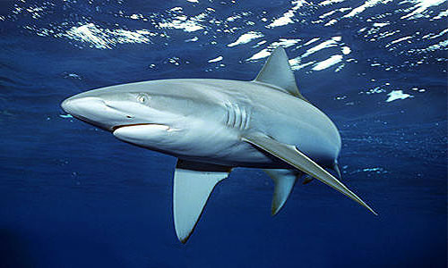Galapagos shark (Carcharhinus galapagensis) underwater. Photo © Doug Perrine