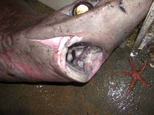 Gulper shark dentition consists of broad, blade-like teeth. Photo courtesy NOAA