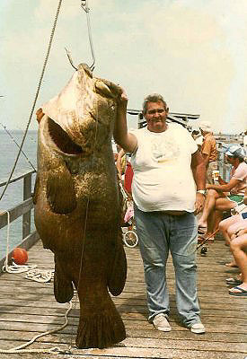 A 450 pound goliath grouper caught by Buddy Jenks at the Big Indian Rocks Fishing Pier, Florida (1976). Photo courtesy Kenneth Krysko