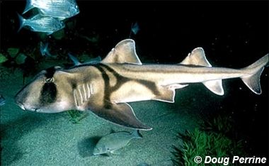 Scientists discover glow-in-the-dark sharks off New Zealand