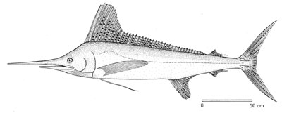 Marlin, Grisaia no Kajitsu Wiki