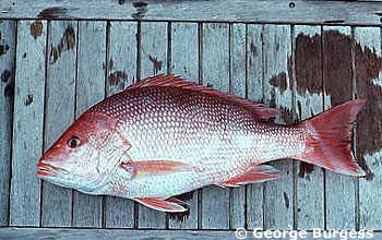 Northern red snapper. Photo © George Burgess