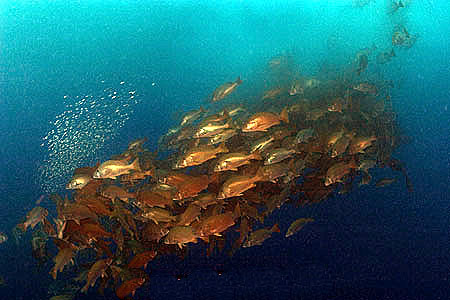 Spawning aggregation of dog snapper in the waters off Belize. Photo © Doug Perrine