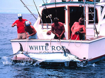 Bringing in a black marlin (Makaira indica), a close relative of the blue marlin. Photo courtesy NOAA