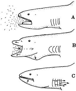Megachasma pelagios – Discover Fishes