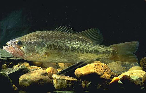 Micropterus salmoides – Discover Fishes