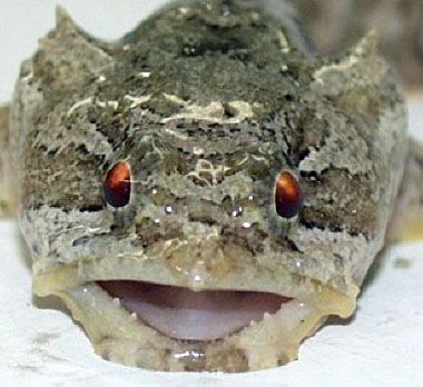 Gulf Toadfish. Photo © Rob Myers