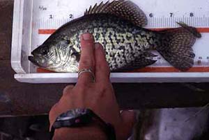 Black crappies grow to a maximum total length of 19.3 inches. Photo courtesy U.S. Geological Survey