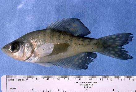 Pomoxis nigromaculatus – Discover Fishes