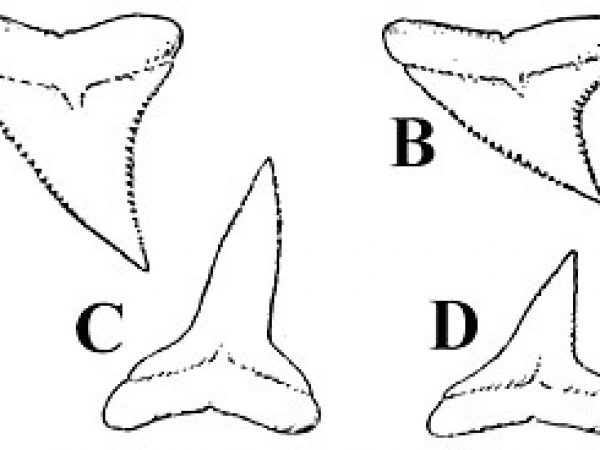 Dentizione, A. terzo dente superiore, B. nono dente superiore, C. terzo dente inferiore, D. ottavo dente inferiore. Illustrazione per gentile concessione di Bigelow e Schroeder (1948) FNWA