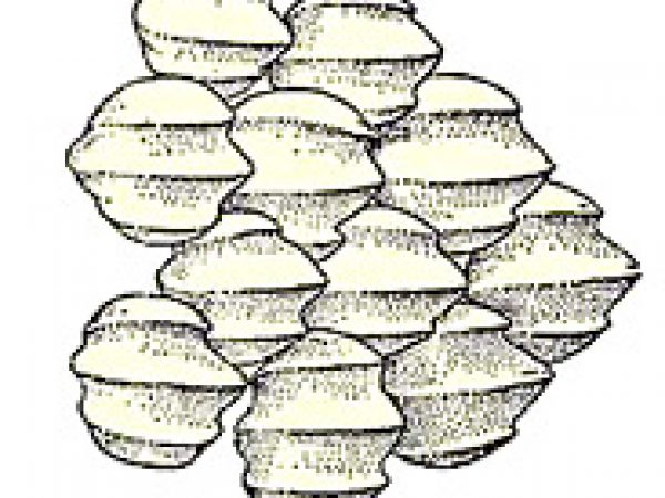 Dermale Dentikel. Illustration mit freundlicher Genehmigung von Bigelow und Schroeder (1948) FNWA