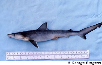Atlantic sharpnose shark juvenile. Image © George Burgess