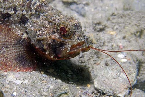 Scorpaena brasiliensis – Discover Fishes