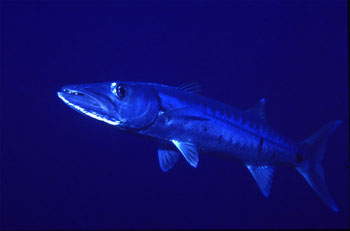 The great barracuda is easily recognized. Photo © George Ryschkewitsch