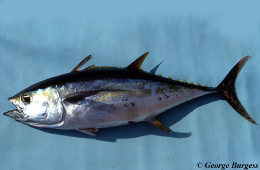Thunnus albacares – Discover Fishes