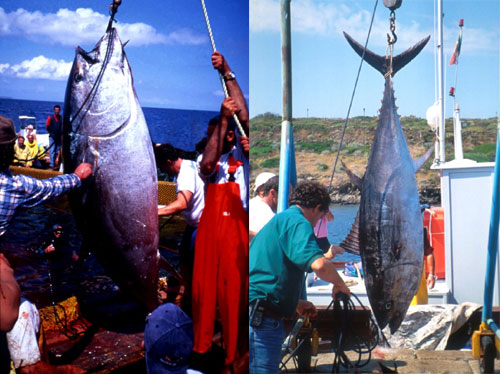 Sportfishing for bluefin tuna is a popular activity. Photo courtesy NOAA