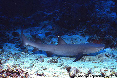 Whitetip reef shark. Photo © George Ryschkewitsch