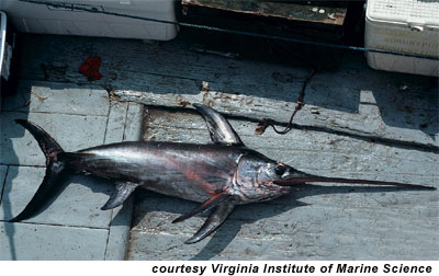 Swordfish. Photo courtesy Virginia Institute of Marine Science