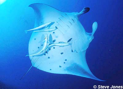 Skate Ray Faq Discover Fishes