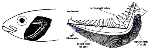 gill-arch-scale-types-discover-fishes