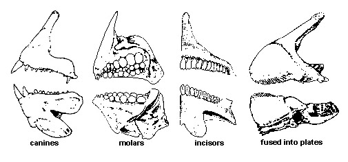 canine teeth diagram