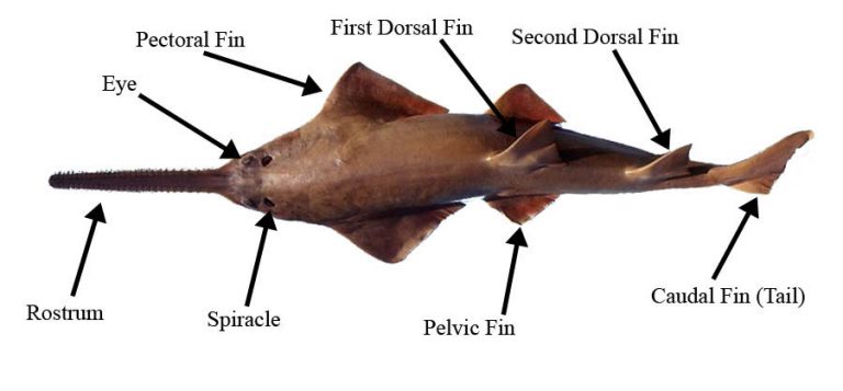 what-is-a-sawfish-discover-fishes