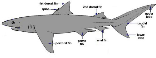 Shark Biology – Discover Fishes