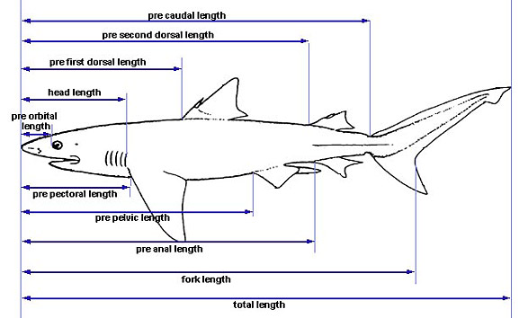 Shark Anatomy Discover Fishes