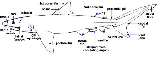 Shark Anatomy – Discover Fishes