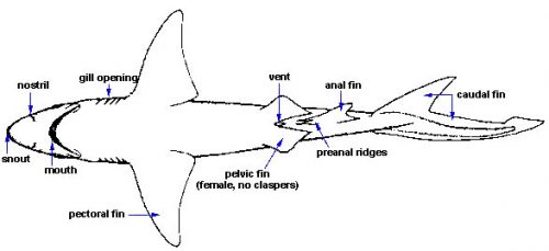 Shark Anatomy – Discover Fishes