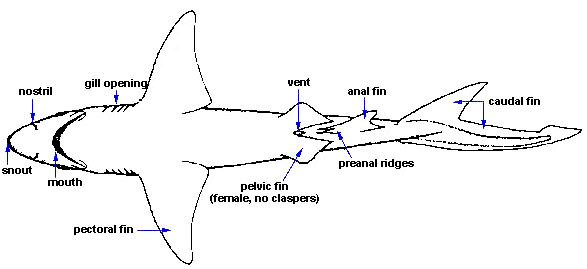 Shark Dissection Diagram
