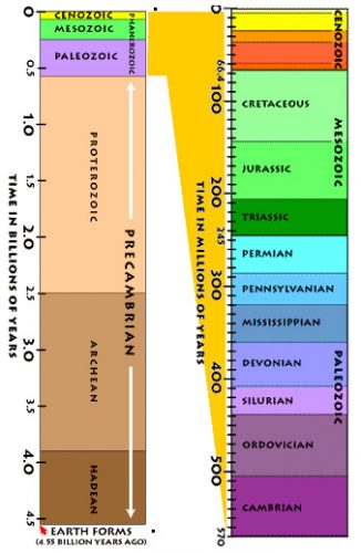 Fossil Shark Basics – Discover Fishes