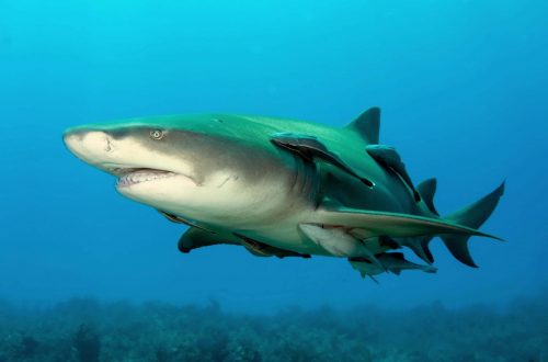 Lemon shark. Photo © Albert Kok, Wiki commons