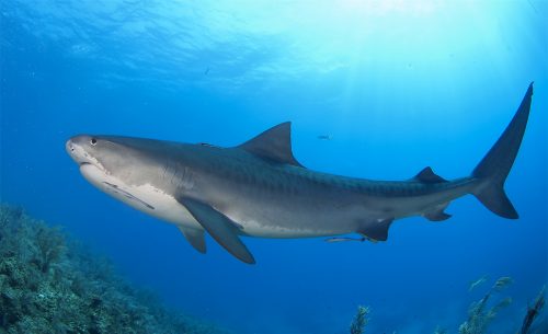 Tiger shark in the Bahamas. Photo © David Snyder