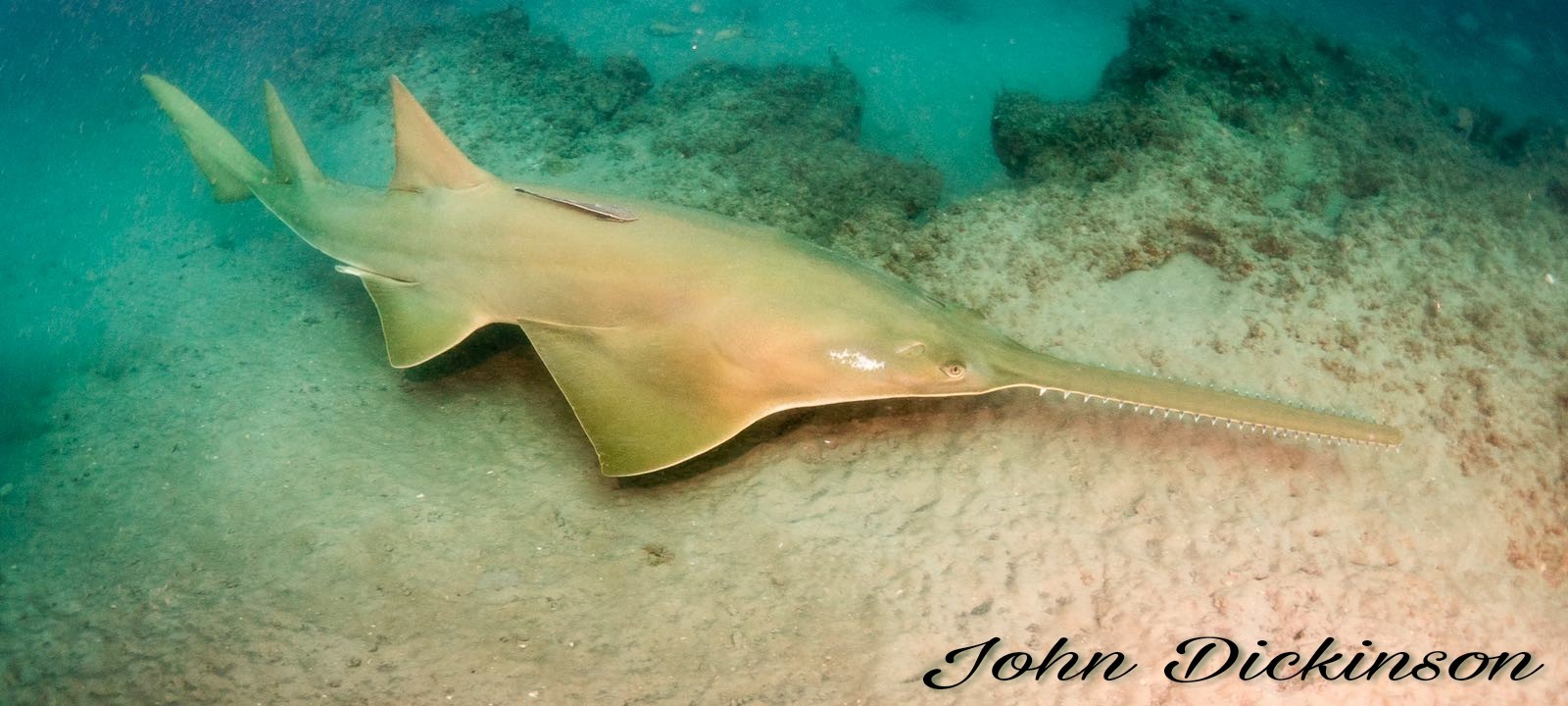 Smalltooth Sawfish