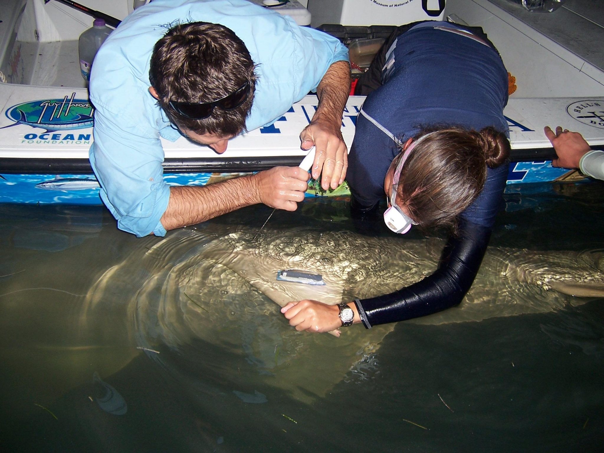 Sawfish Conservation & Research – Discover Fishes