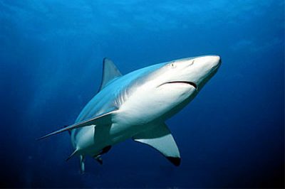 Carcharhinus limbatus – Discover Fishes