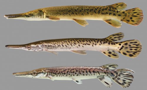 Alligator Gar – Discover Fishes