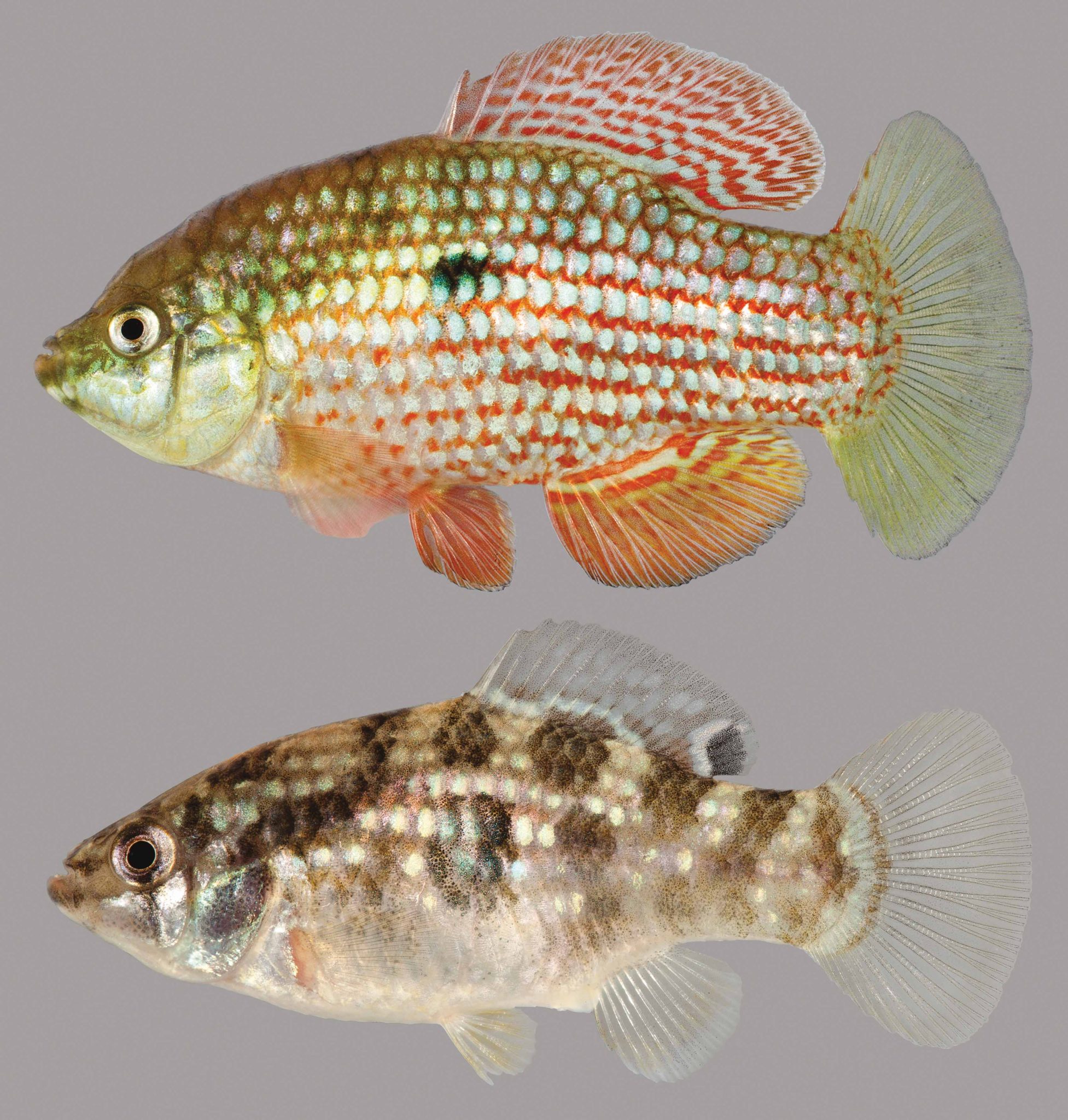 Flagfish – Discover Fishes