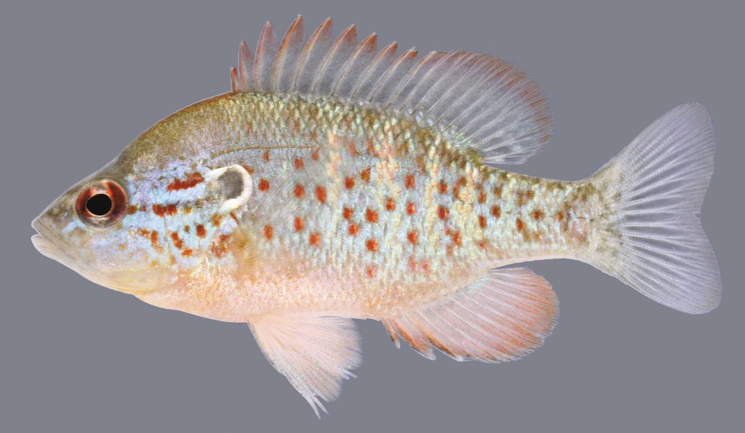 Orangespotted Sunfish – Discover Fishes