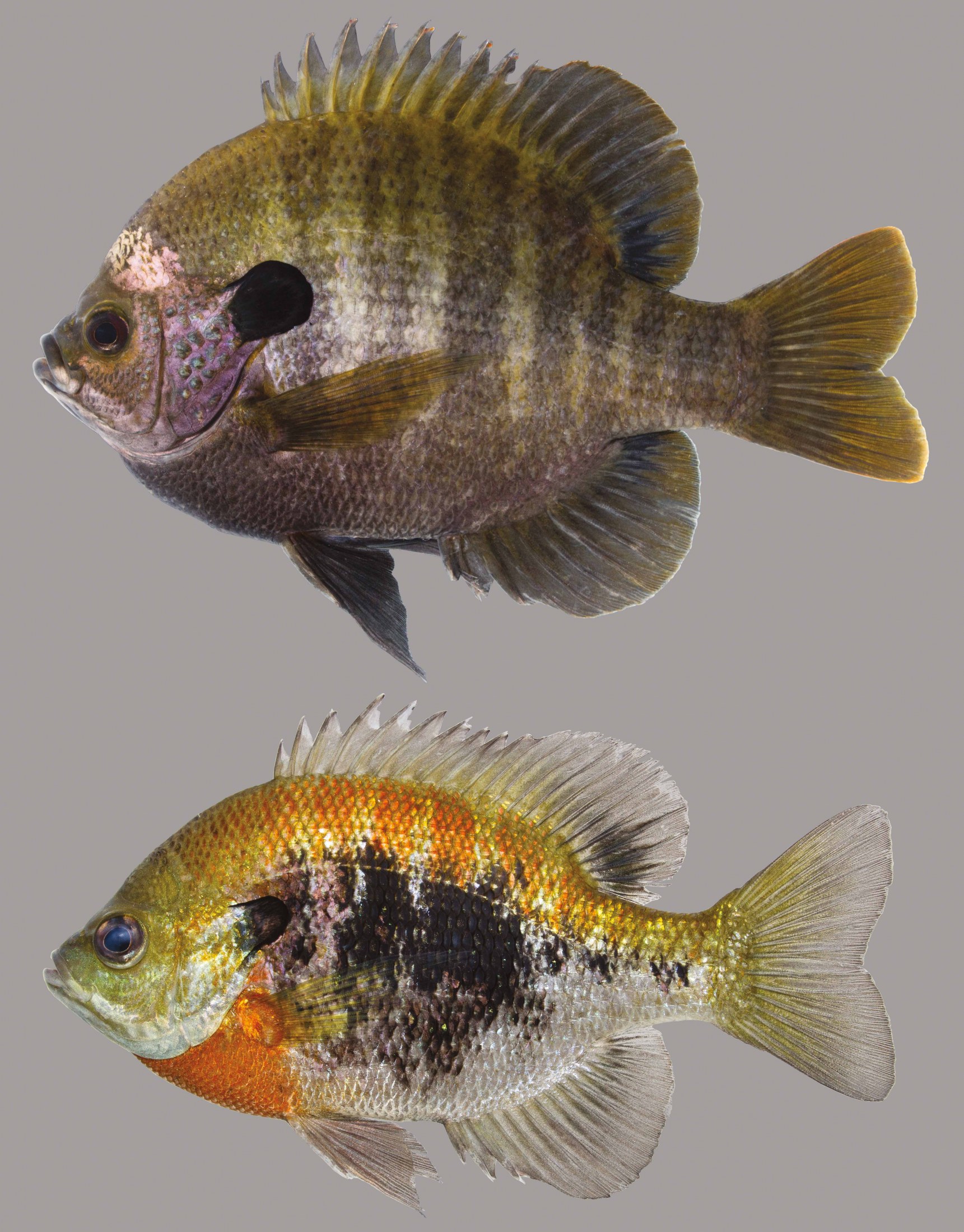 Bluegill – Discover Fishes