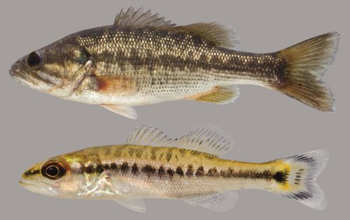 Spotted Bass – Discover Fishes