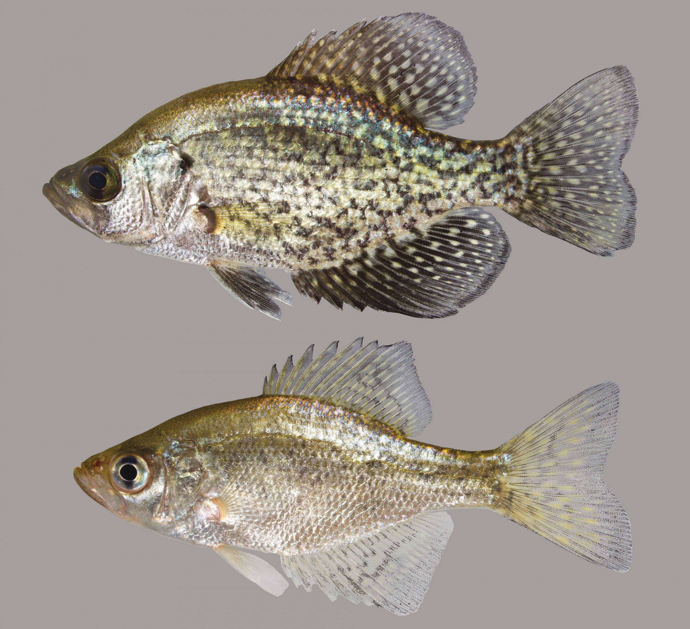 Black Crappie – Discover Fishes