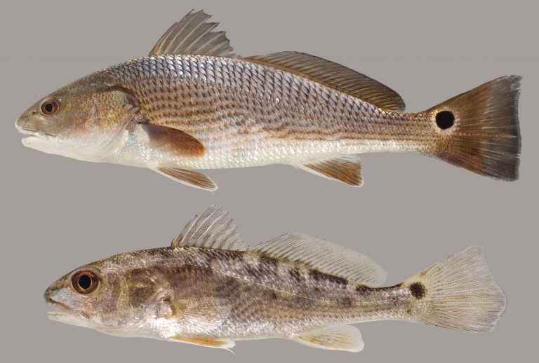 red-drum-discover-fishes