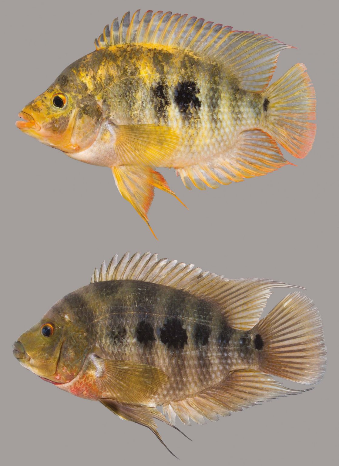 Midas Cichlid – Discover Fishes