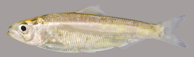 Alabama Shad – Discover Fishes