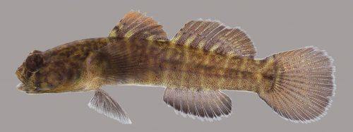 Naked Goby – Discover Fishes