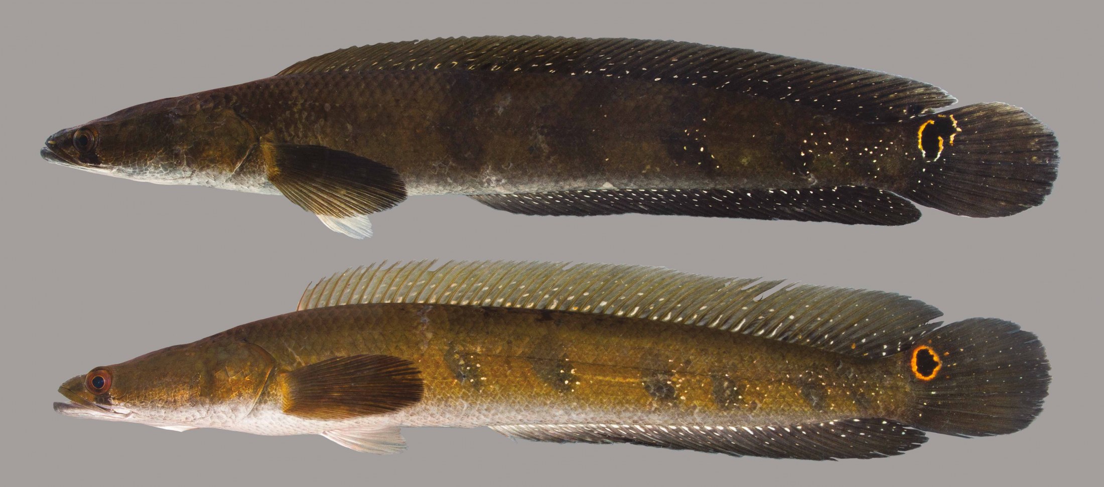 snakehead fish